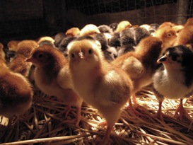 chicks